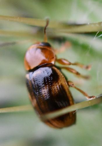 Réf. 262 343 : Cryptocephalus pusillus